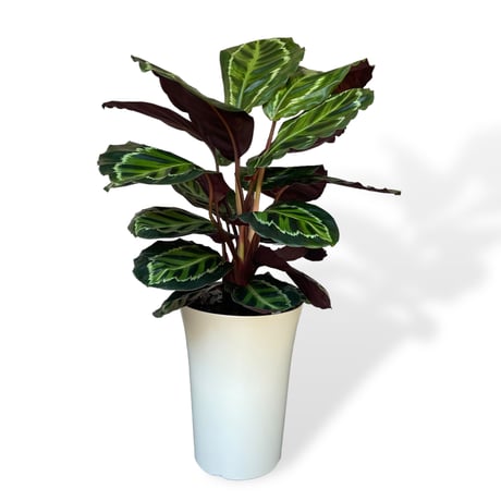 カラテア　メダリオン　Calathea Medallion