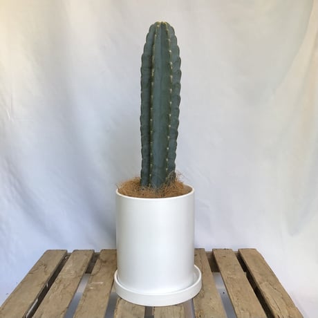 柱サボテン　鬼面角　POT付