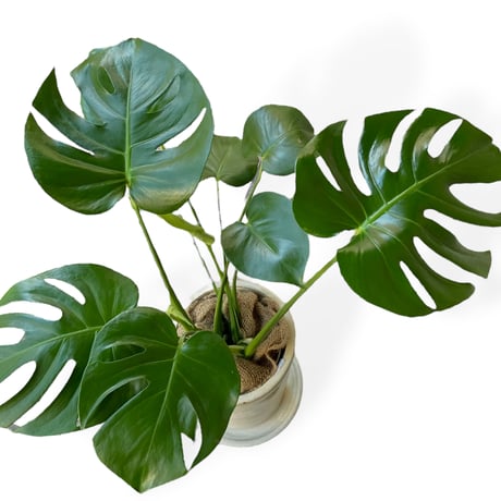 モンステラ　デリシオーサ　Monstera ”Deliciosa”