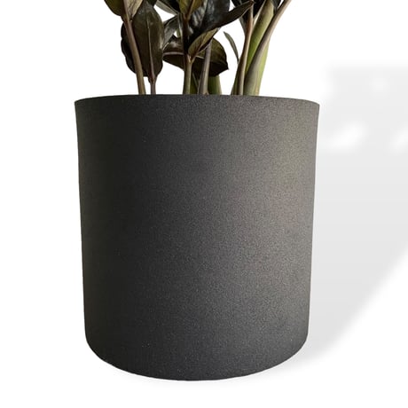 ザミオクルカス　レイヴン　POT付　Zamioculcas zamiifolia　”Raven"