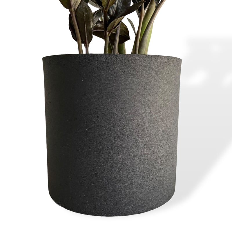ザミオクルカス レイヴン POT付 Zamioculcas zamiifolia ”Raven