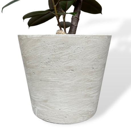 フィカス　バーガンディー　Ficus elastica ”Burgundy”