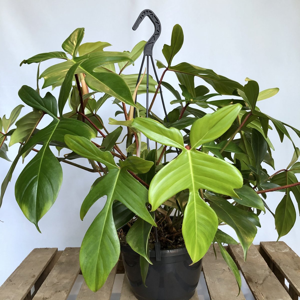 超稀有なフィロデンドロンフロリダビューティー& フィロデンドロントータム