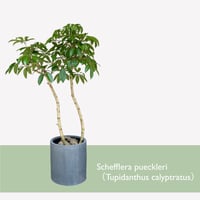 【お届け地域限定】ツピタンサス（シェフレラ・ピュックレリ）