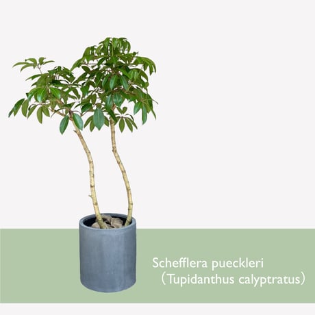 【お届け地域限定】ツピタンサス（シェフレラ・ピュックレリ）