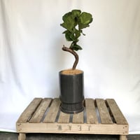 フィカス　カシワババンビーノ　POT付