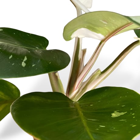 フィロデンドロン　ホワイトナイト　Philodendron White knight
