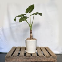 クワズイモ　POT付