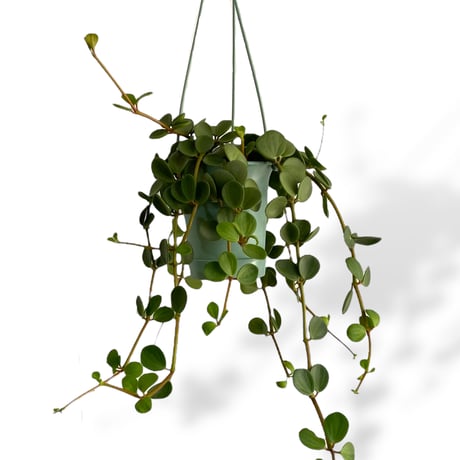 ペペロミア　ホープ　Peperomia obtusifolia "Hope"