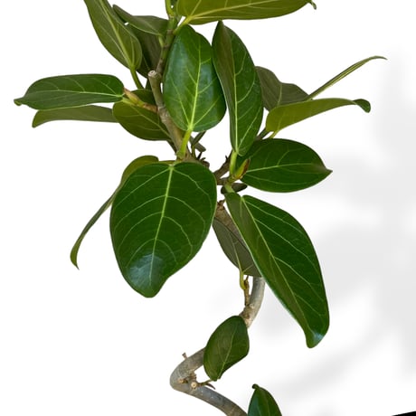 フィカス　ベンガレンシス　Ficus "benghalensis"