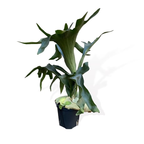 プラティセリウム　ネザーランド　　Platycerium "Netherlands"