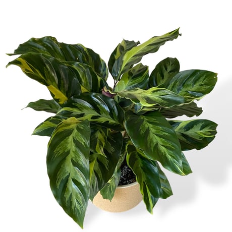 カラテア　ロウイサエ　タイビューティー　Calathea louisae  "Thai beauty"