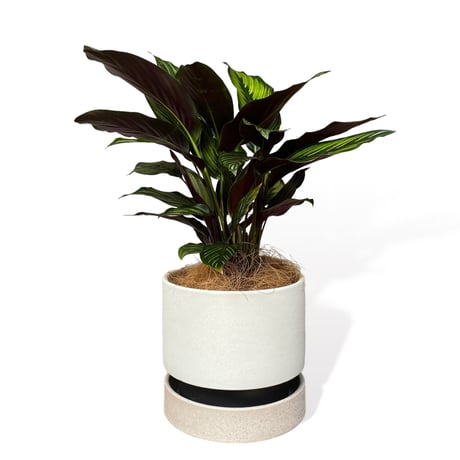 カラテア　ビューティースター　Calathea　"Beauty Star"