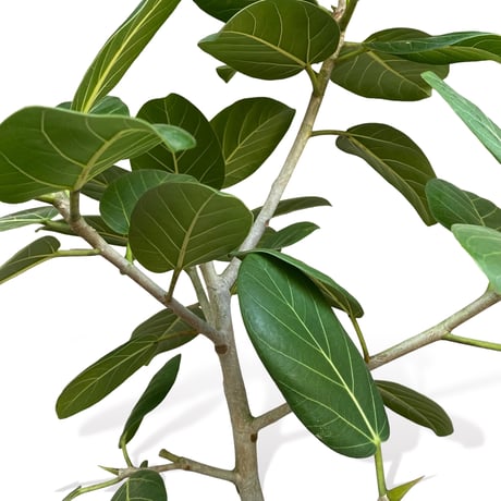 フィカス　ベンガレンシス　Ficus "benghalensis"