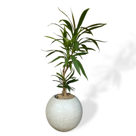 コルジリネ　ストリクタ　Cordyline "Stricta"