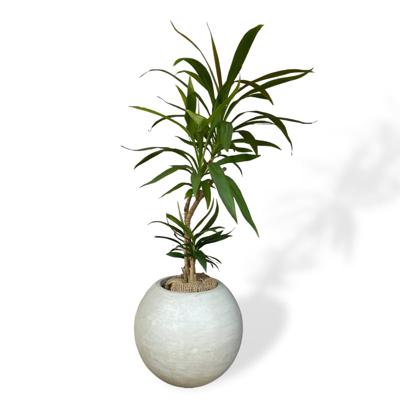 コルジリネ ストリクタ Cordyline 