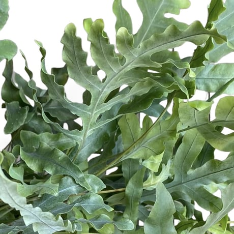 フレポディウム　オーレム　ブルースター　POT付　　Phlebodium aureum  "Blue Star"