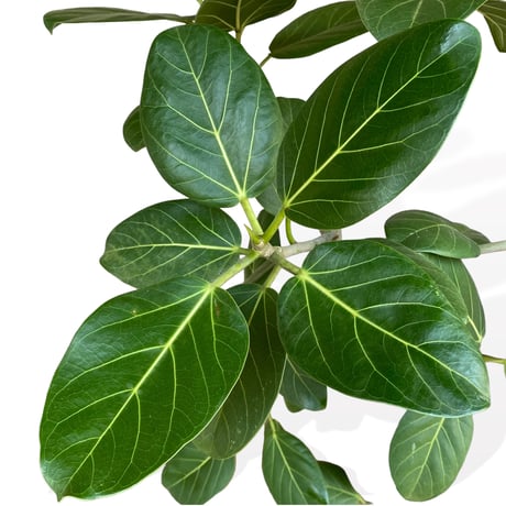 フィカス　ベンガレンシス　Ficus "benghalensis"