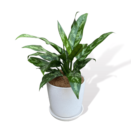 アグラオネマ　マリア　POT付　　Aglaonema"Maria"