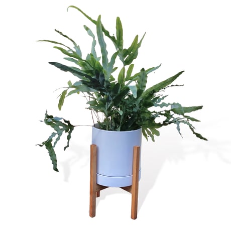 フレポディウム　オーレム　ブルースター　Phlebodium aureum  "Blue Star"