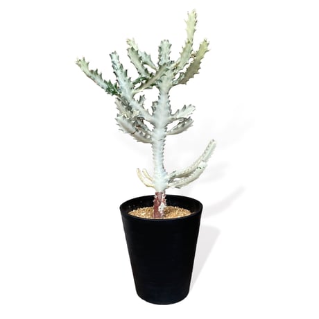 ユーフォルビア　ホワイトゴースト　　Euphorbia lactea "White Ghost"