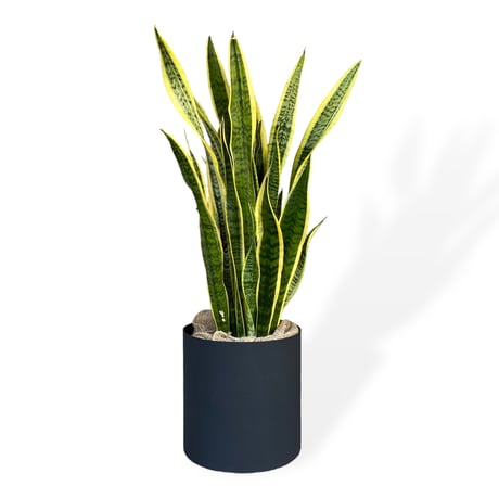 サンスベリア　ローレンティー　Sansevieria ”Laurentii”