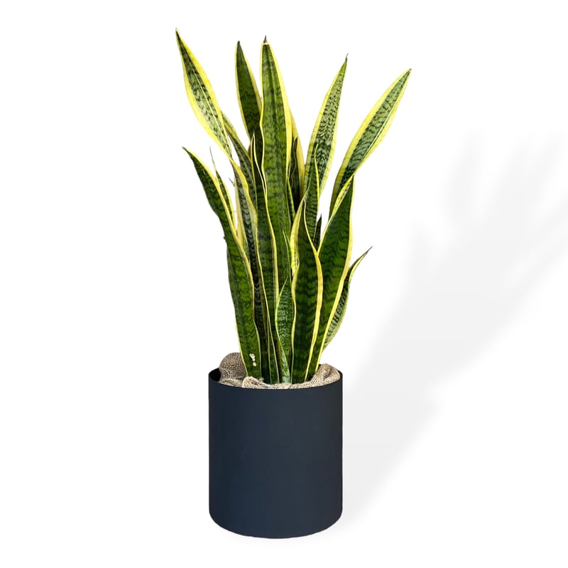 サンスベリア ローレンティー Sansevieria ”Laurentii” | C STORE C