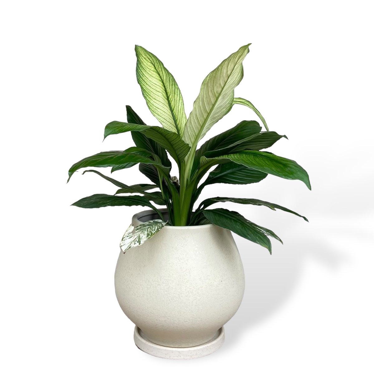 スパティフィラム センセーション バリエガータ Spathiphyllum ”Sensatio...