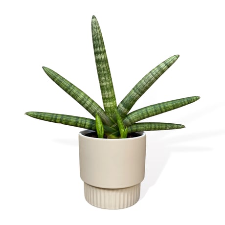 サンスベリア　ボンセレンシス　Sansevieria ”Boncellensis”