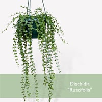 ディスキディア　ミリオンハート（ルスキフォリア）　　Dischidia "Ruscifolia"