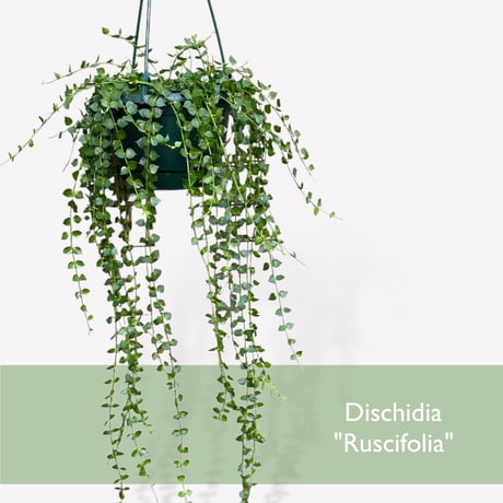 ディスキディア　ミリオンハート（ルスキフォリア）　　Dischidia "Ruscifolia"