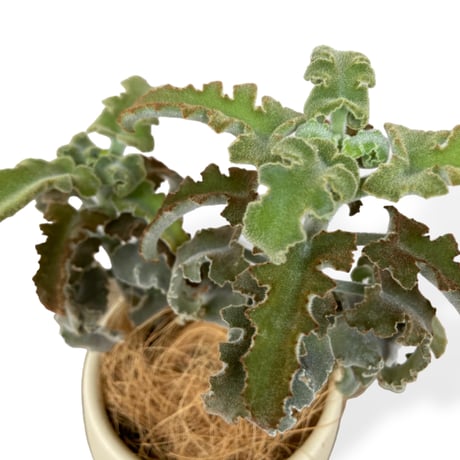 カランコエ　ベハレンシス　ミニマ　Kalanchoe behalensis ”Minima”