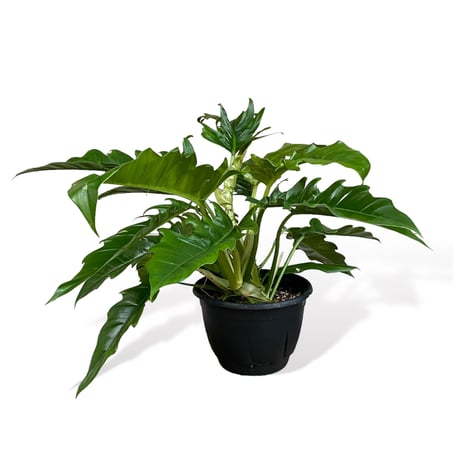 フィロデンドロン　ナロー　 Philodendron "Narrow"
