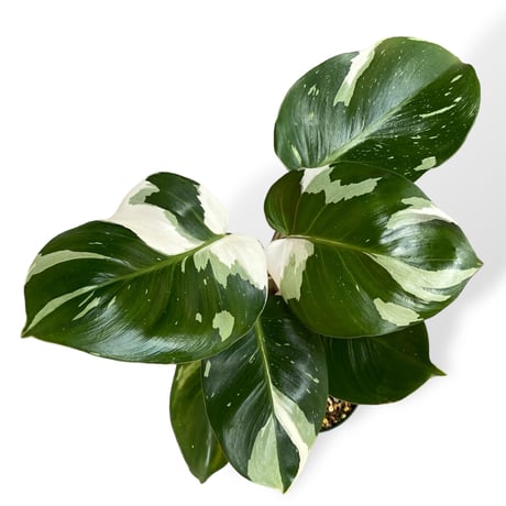 フィロデンドロン　ホワイトナイト　Philodendron White knight
