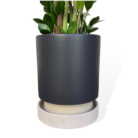 ザミオクルカス　ザミーフォリア　Zamioculcas zamiifolia