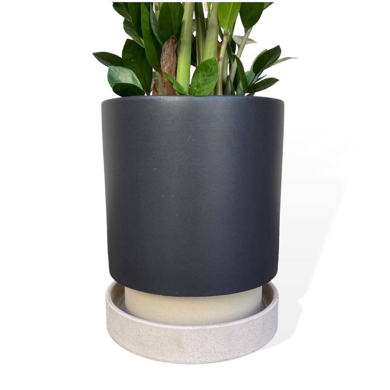 ザミオクルカス ザミーフォリア Zamioculcas zamiifolia | C STORE C