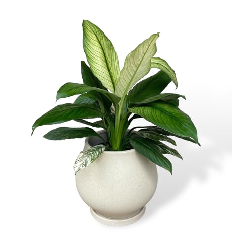 スパティフィラム　センセーション　バリエガータ　Spathiphyllum ”Sensation” Variagata