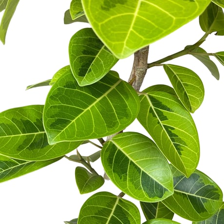 【お届け可能地域】フィカス アルテシマ　Ficus ”Altissima"