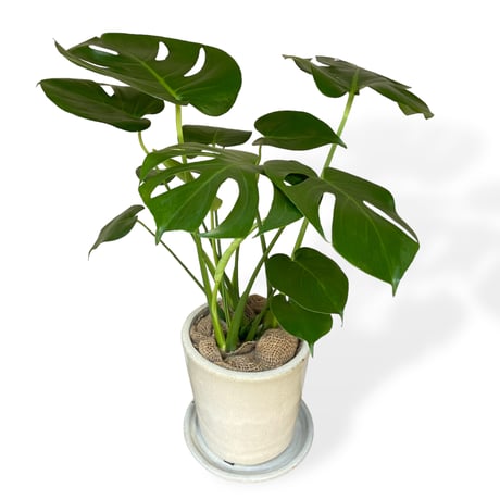 モンステラ　デリシオーサ　Monstera ”Deliciosa”