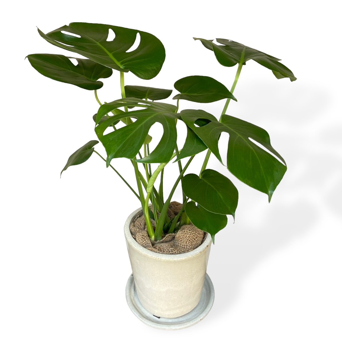 【極上株】モンステラ・デリシオーサ （Monstera deliciosa） モンステラ デリシオーサ Monstera ”Deliciosa” | C STORE C