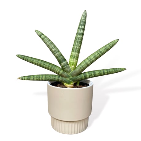 サンスベリア　ボンセレンシス　Sansevieria ”Boncellensis”