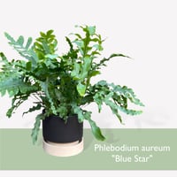 フレポディウム　オーレム　ブルースター　POT付　　Phlebodium aureum  "Blue Star"