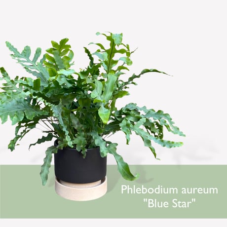 フレポディウム　オーレム　ブルースター　POT付　　Phlebodium aureum  "Blue Star"