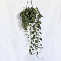 スキンダプサス ピクタス アレギレウス
