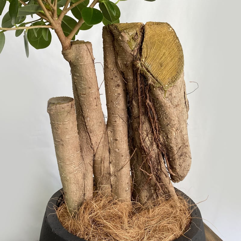 パンダガジュマル(現品販売) パンダガジュマル I インドアプランツ I プラントソサエティトーキョー