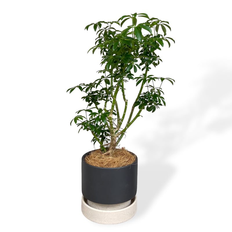 シェフレラ コンパクタ Schefflera arboricola 'Compacta' |