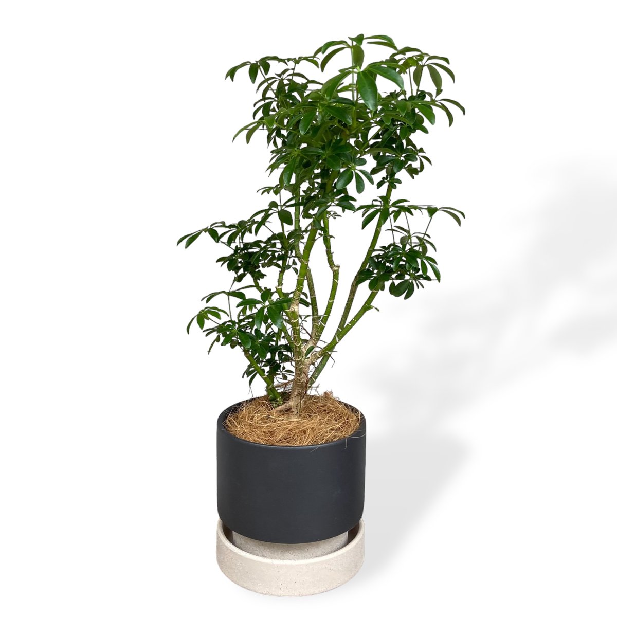 シェフレラ コンパクタ Schefflera arboricola 'Compacta' |