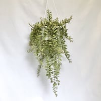 エスキナンサス　ボレロビコローレ