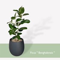 フィカス　ベンガレンシス　Ficus benghalensis