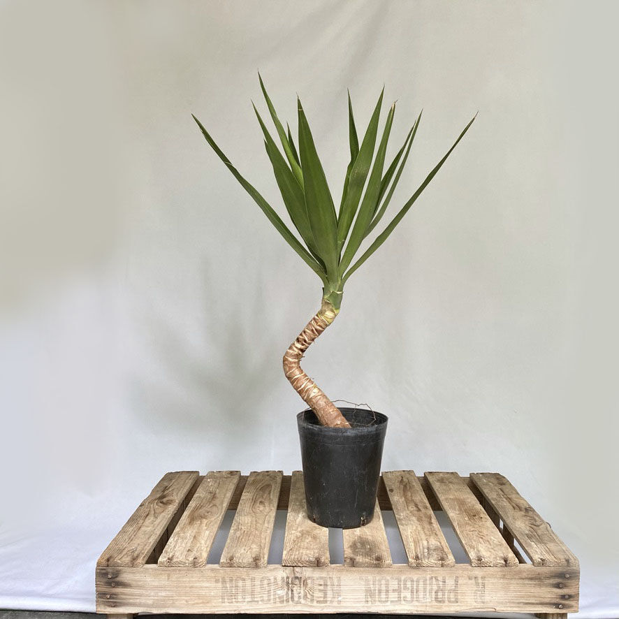 綺麗な曲がり　ユッカエレファンティペス ユッカ エレファンティペス 曲がり | C STORE C